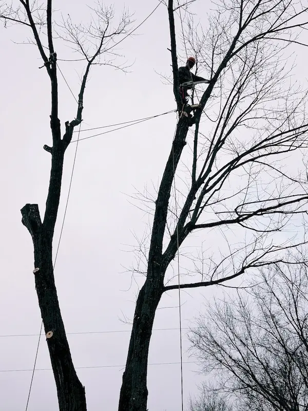Man high in tree cutting with chainsaw