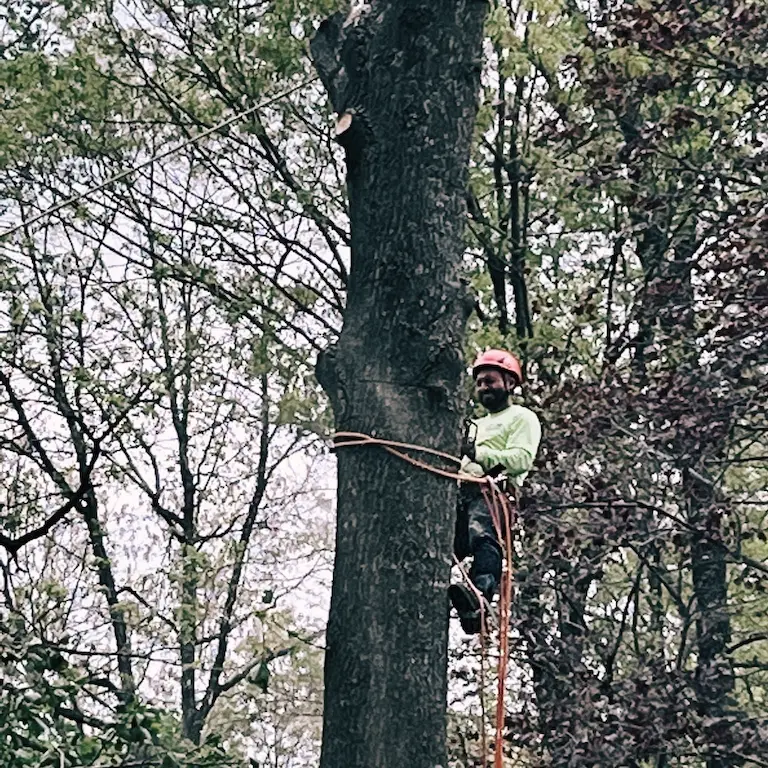 Man high in tree cutting with chainsaw