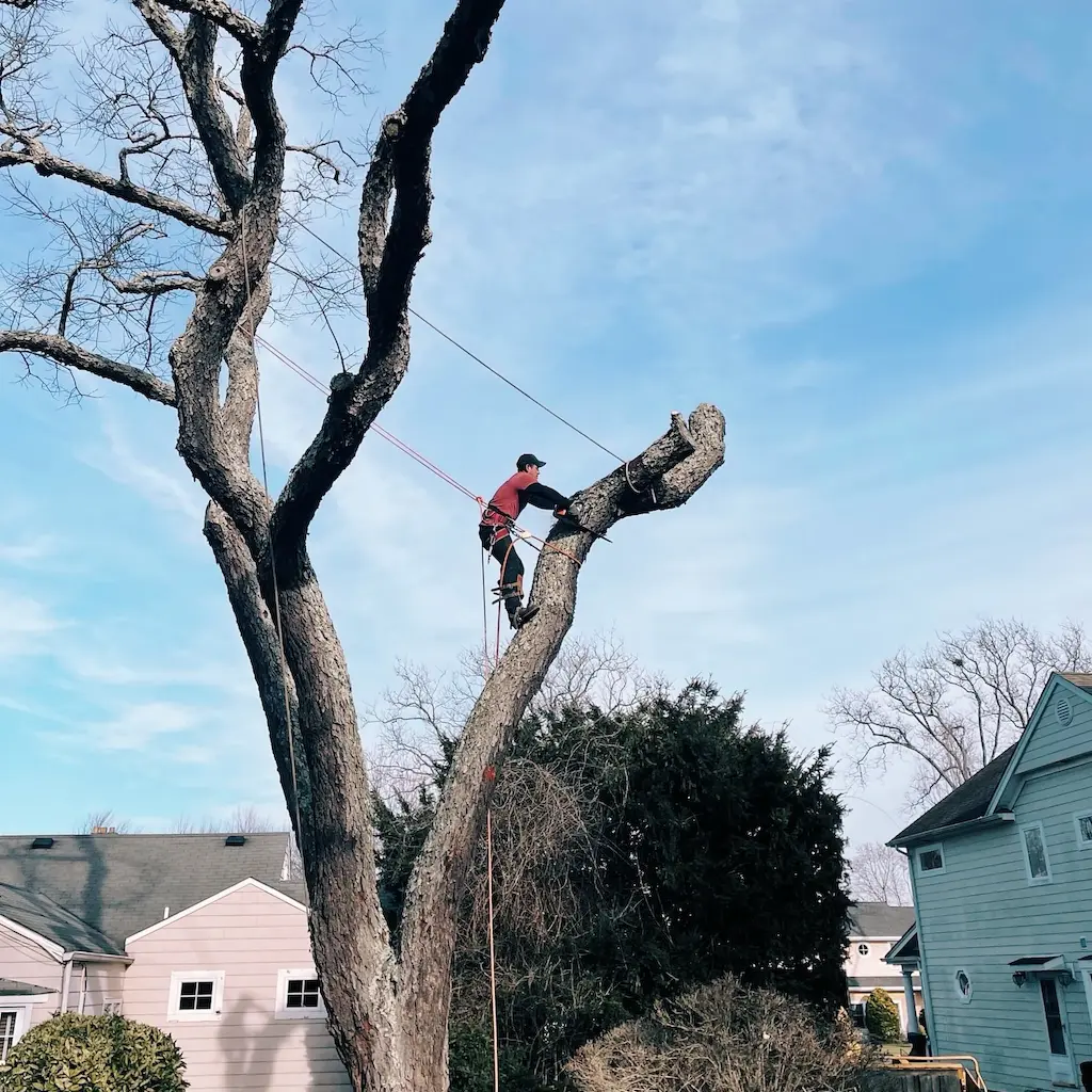 Man high in tree cutting with chainsaw