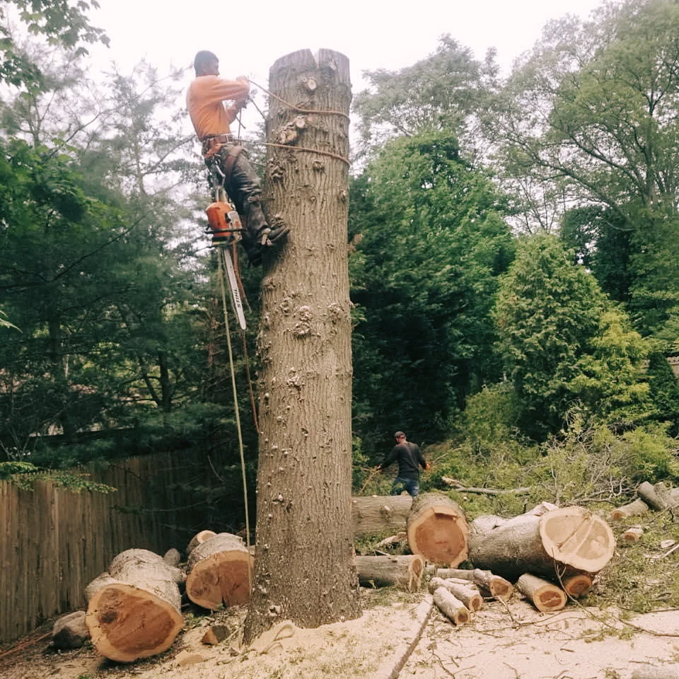 Man high in tree cutting with chainsaw