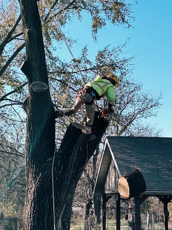 Man high in tree cutting with chainsaw
