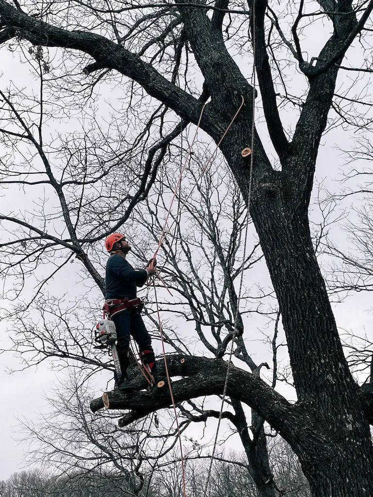 Man high in tree cutting with chainsaw