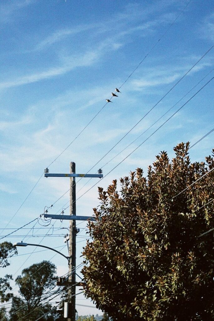 Birds perched on telephone wires against blue sky